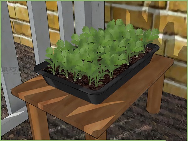 How to transplant seedlings and teach you how to sow seeds