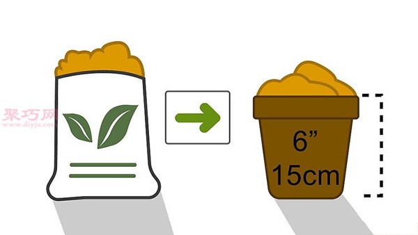 How to grow pineapple leaf crowns. Illustrated tutorial on growing pineapples.