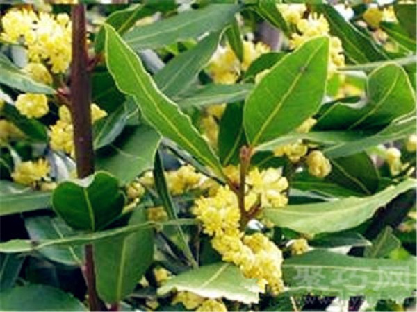 Birthday flower for November 29: laurel tree laurel flower language