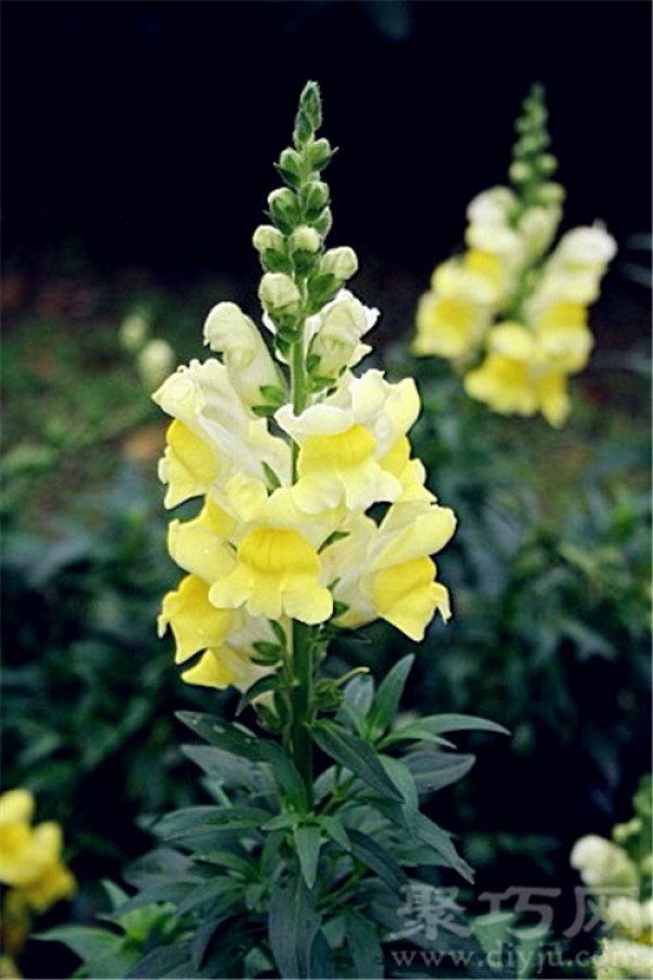 Birthday flower for July 12th: Snapdragon Snapdragon flower language