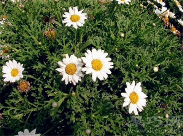 Birthday flower for October 31st: Cosmos Flower Language of Cosmos