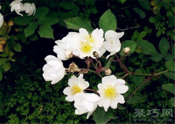 Birthday flower for June 12th: Wild rose Flower language of wild rose