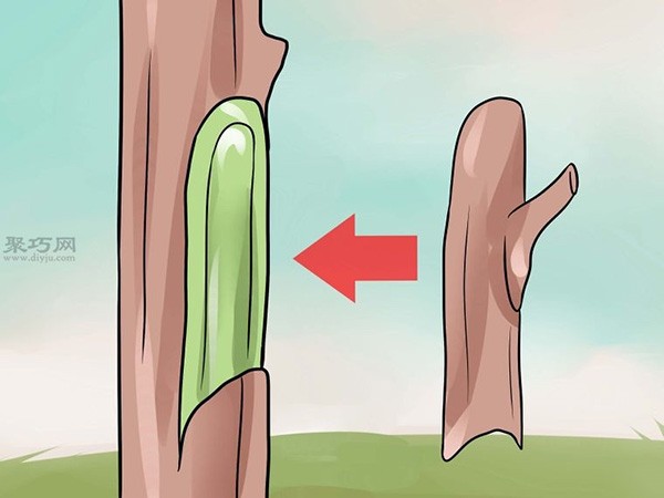 How to graft a tree using the bud grafting method. Let’s see how to graft a tree.