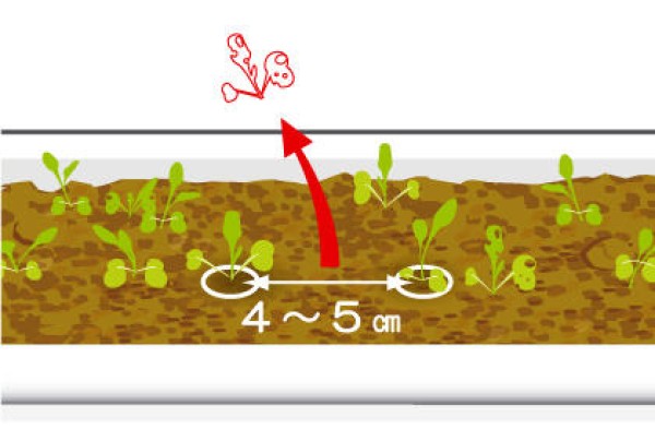 Tips for growing arugula and precautions for trimming arugula seedlings