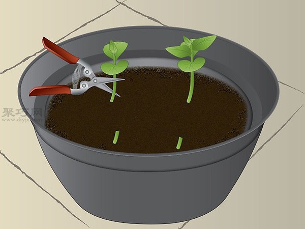 How to Grow Papaya Illustrated Tutorial on Growing Papaya from Seeds