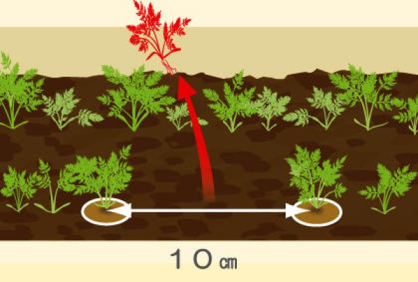 How to grow carrots in pots on the balcony Tips on growing carrot seedlings and thinning