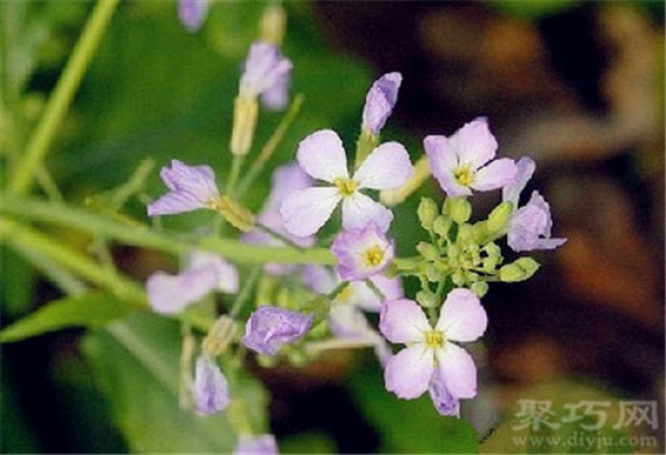 May 2nd birthday flower: Wild radish Wild radish flower language