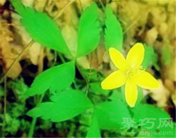 Birthday flower for April 22nd: Bagwort Flower Language of Bagwort