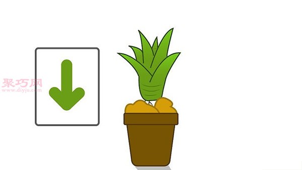 How to grow pineapple leaf crowns. Illustrated tutorial on growing pineapples.