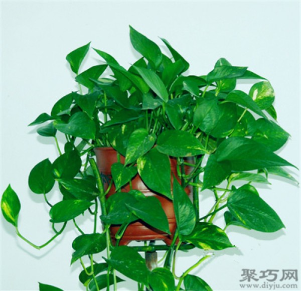 What are the benefits of growing pothos? Four major functions of green radish