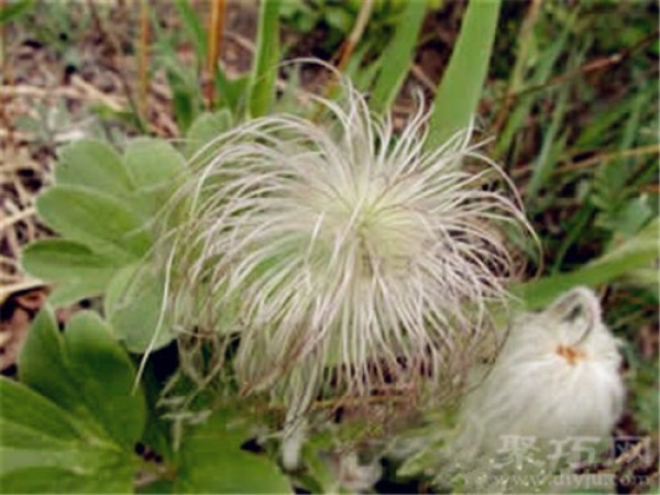 Birthday flower for April 7th: Pulsatilla Flower Language of Pulsatilla