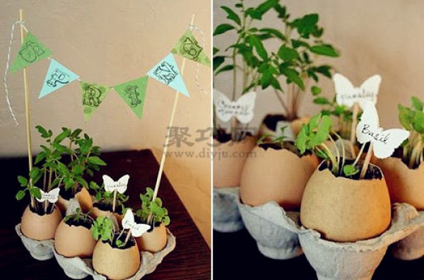 How to make a small balcony garden using egg shells