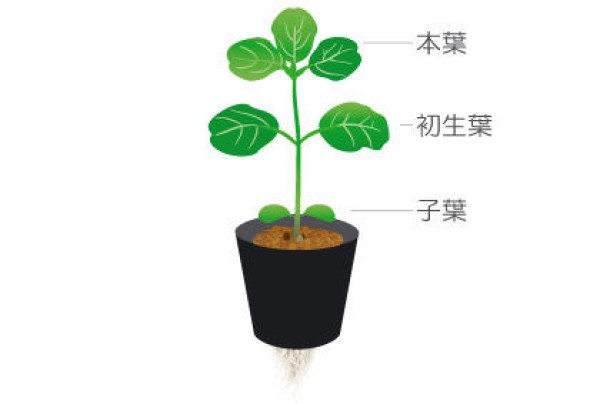 A must-have for novices in edamame cultivation. Tips for selecting soybean seeds and seedlings.