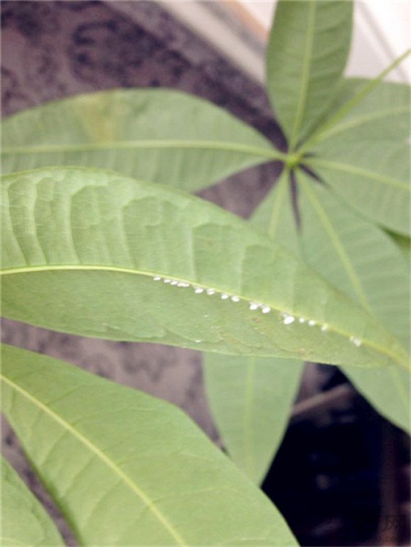 Causes and treatments for mucus on the back of the leaves of the fortune tree