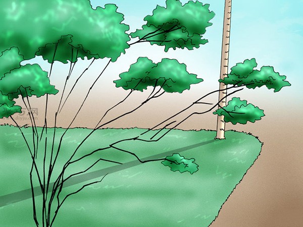 Illustrated Tutorial on Planting Rhododendrons How to Plant Rhododendrons