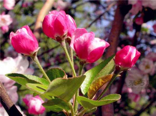 How many varieties of begonia flowers are there? Complete list of begonia flower types