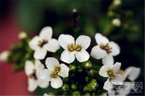 Birthday flower for July 7th: Water Mustard Seed Flower Language of Water Mustard Seed