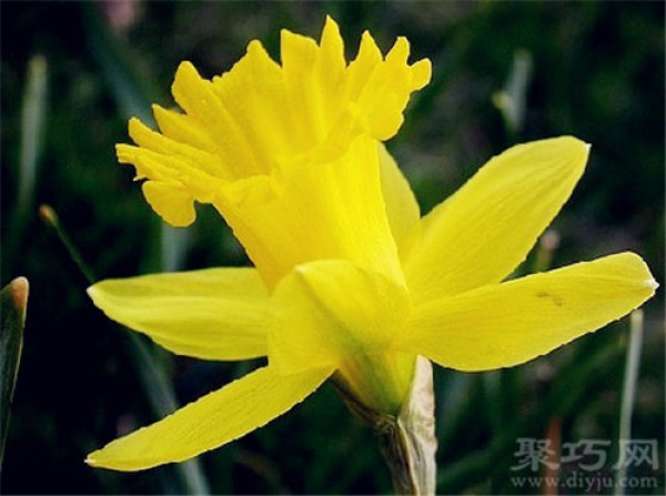 Birthday flower for March 9th: Trumpet Narcissus Trumpet Narcissus flower language