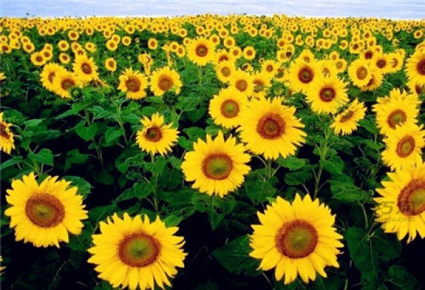 What is the flower language of sunflower? sunflower symbolism