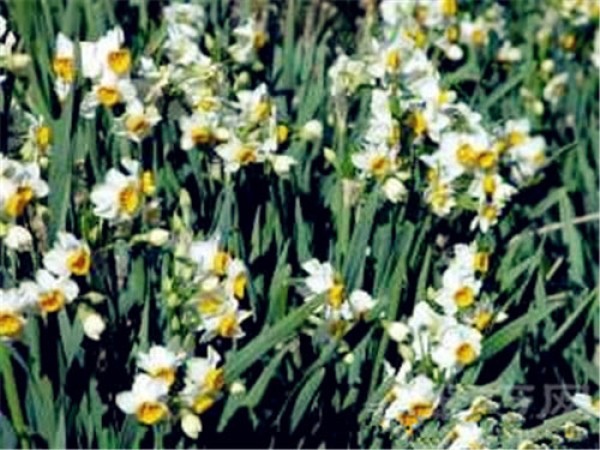 Birthday flower for April 13: Wild Narcissus Wild Narcissus Flower Language