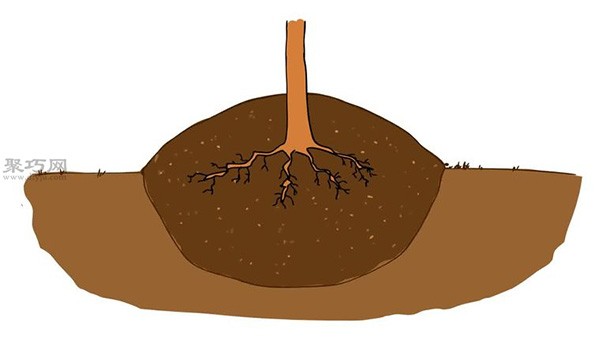 How to grow citrus at home Citrus cultivation and planting techniques