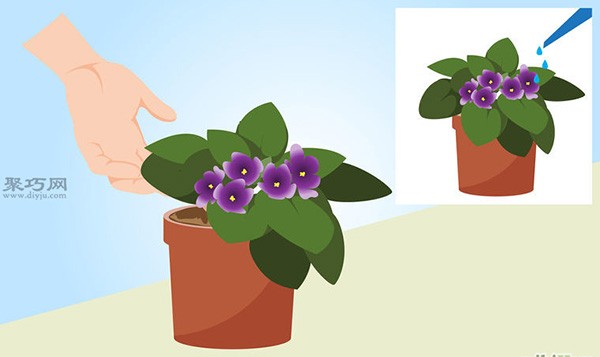 How to grow African pansy How to grow African pansy in pots