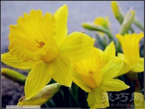 Birthday flower for March 27: Daffodil Daffodil flower language