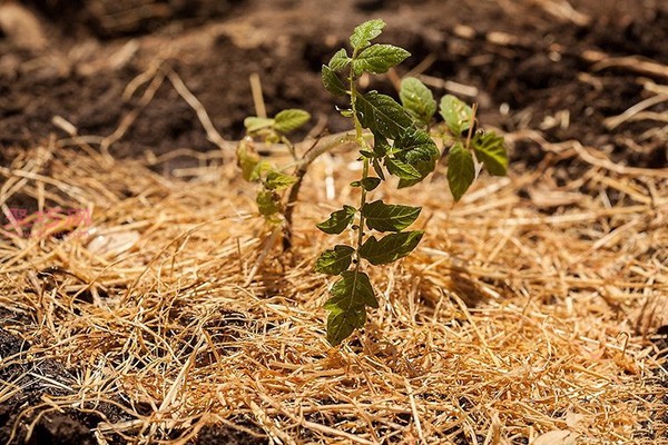 Illustrated tutorial on growing tomatoes How to grow tomatoes