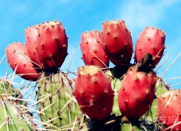 How to eat cactus fruit Four ways to eat cactus fruit and precautions