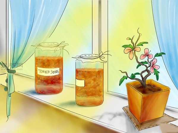 Steps to grow tomatoes from seeds How to grow tomatoes from seeds