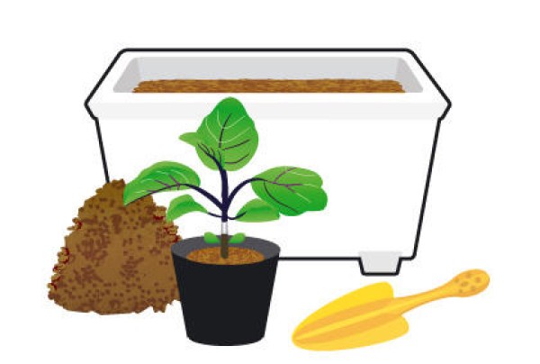 Essentials for novice eggplant growers: soil, environment, and seedling selection