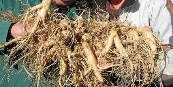 Ginseng Planting Technology How to Plant Ginseng Artificially