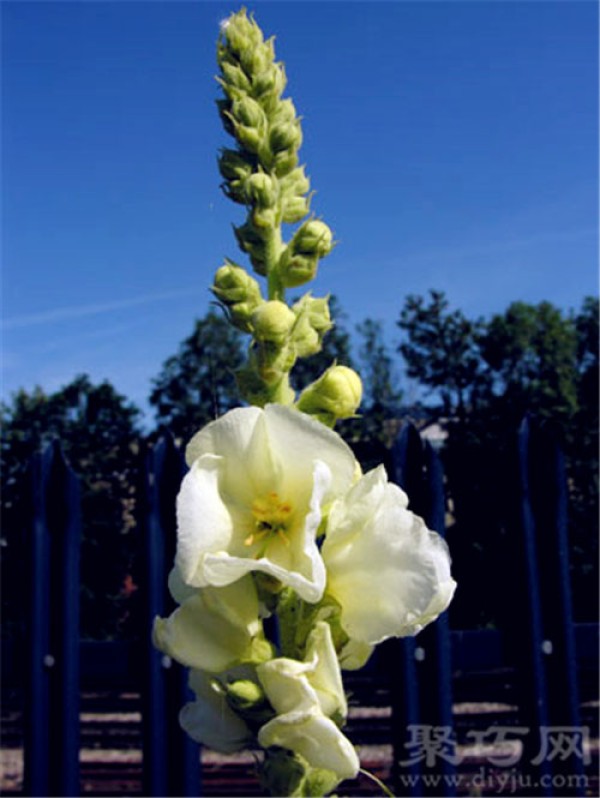 Birthday flower for July 30: white mullein White mullein flower language