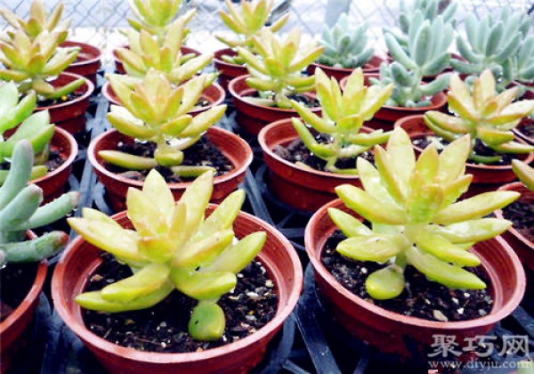 How to breed and propagate the succulent plant Mingyue