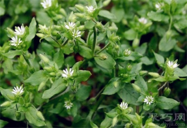 March 4th birthday flower: Chickweed Chickweed flower language