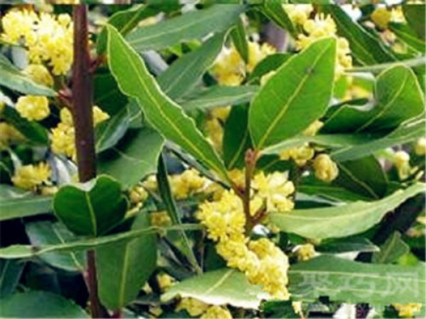 Birthday flower for November 1st: laurel tree laurel flower language