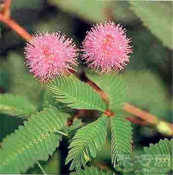 Birthday flower for June 15th: Mimosa Mimosa flower language