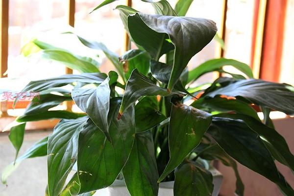 Daily cultivation methods of indoor plants and how to care for indoor potted plants