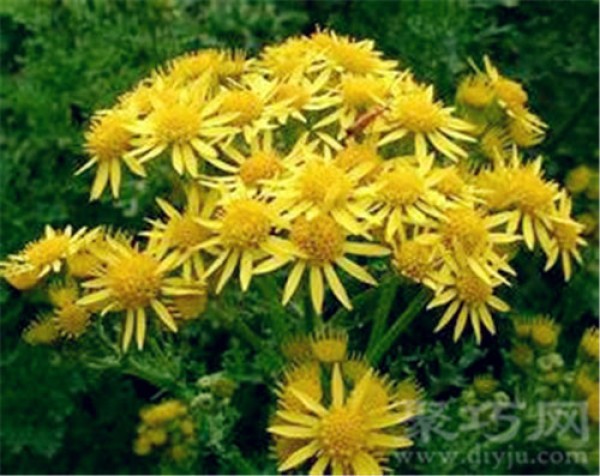 Birthday flower for August 9th: Zeju, Zeju flower language