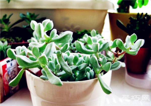 How to grow the succulent plant White Phoenix. How to propagate White Phoenix.