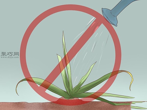 How to take care of aloe vera daily. Illustrated tutorial on growing aloe vera.