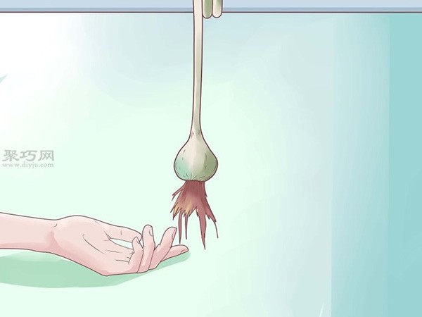 How to harvest and dry garlic. Picture tutorial on growing garlic.