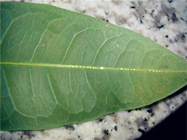 Causes and treatments for mucus on the back of the leaves of the fortune tree