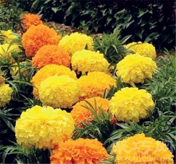 Birthday flower for August 18: Marigold Marigold flower language