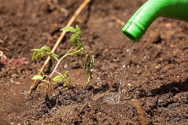 Illustrated tutorial on growing tomatoes How to grow tomatoes