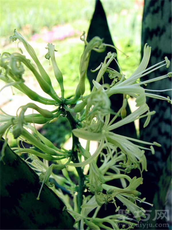 Birthday flower for November 16th: Mother-in-law’s tongue Mother-in-law’s tongue flower language