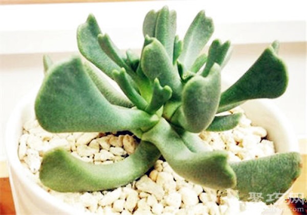 How to breed and propagate succulent plants