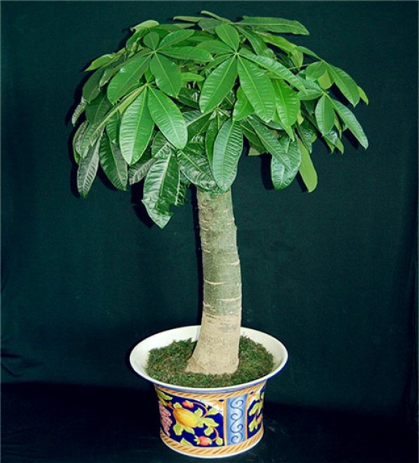 How to water a money tree and how often?