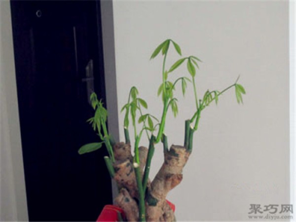 Illustration of pruning method of money tree. Methods of treatment after beheading and pruning of money tree.