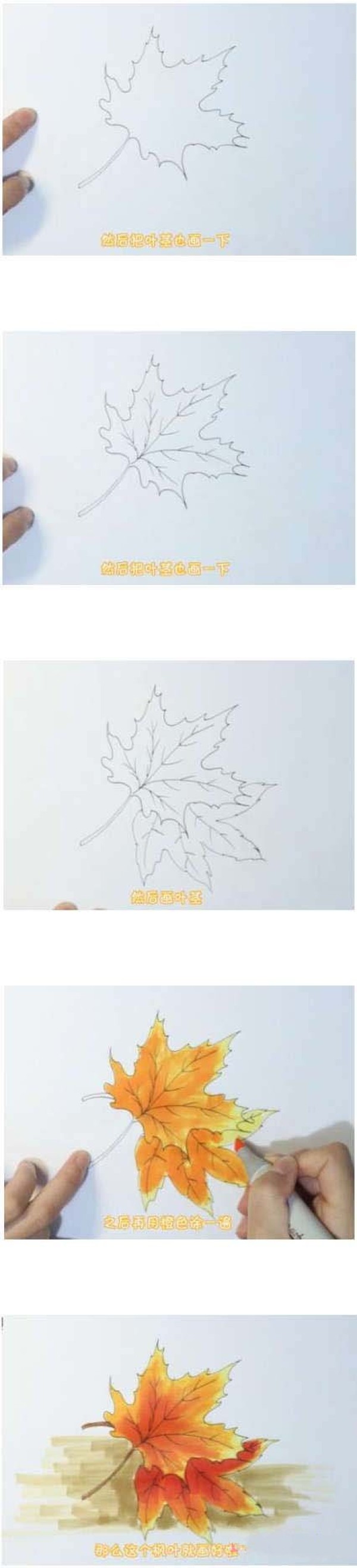 Simple drawing of red maple leaves